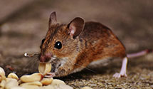 rodent-control Experts in Buffalo